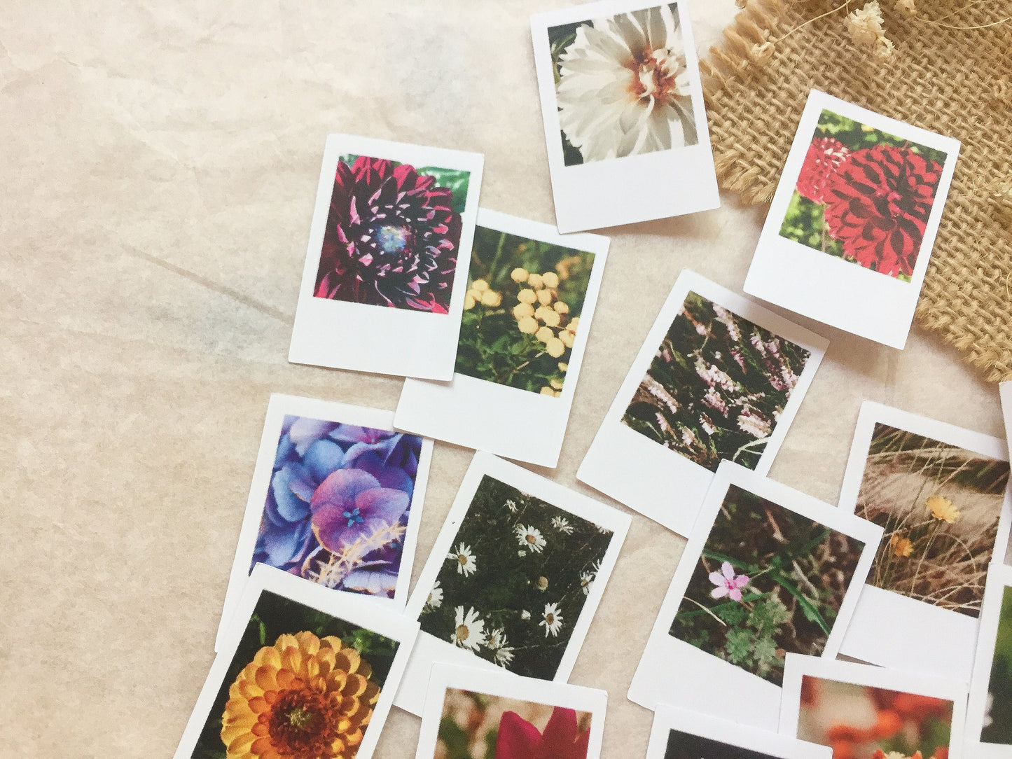 V Foto Sticker Blumen, Aufkleber, Blüten, Sofortbild, samesjournal