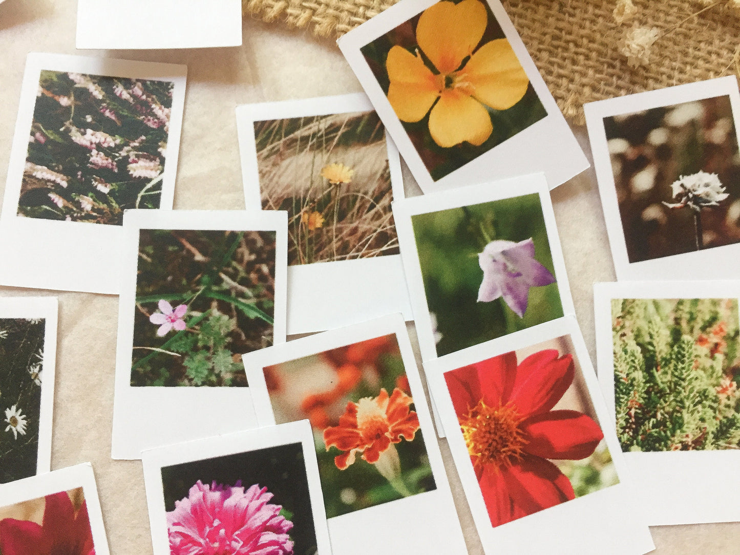 V Foto Sticker Blumen, Aufkleber, Blüten, Sofortbild, samesjournal