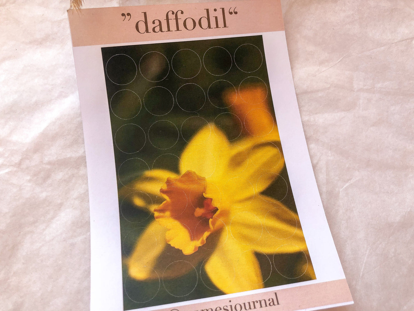 IV Frühlingsblume, Fotografie, Kreise, Stickersheet, Sticker, Aufkleber, Narzisse - samesjournal