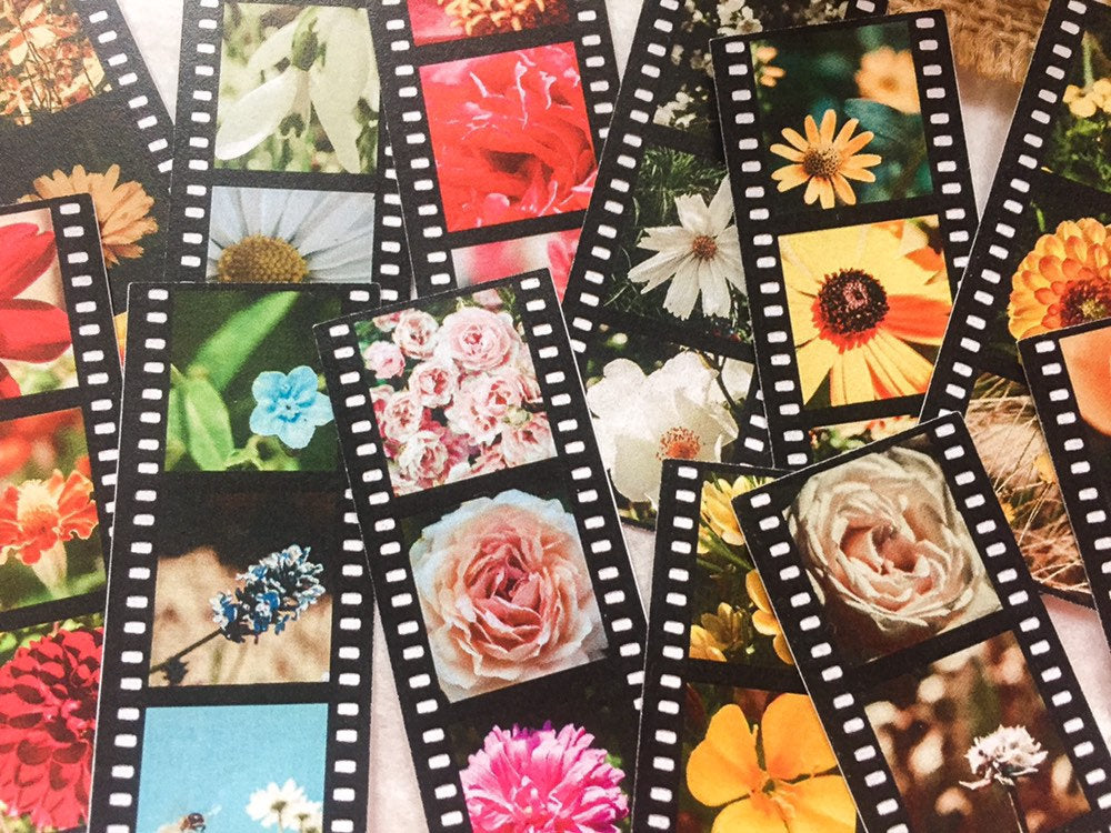 Filmstreifen mit Blumen-Fotografien, Dia Streifen, Film, Blumen Bilder - samesjournal