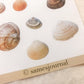 Autocollants coquillages, autocollants, mer, coquillage - samesjournal