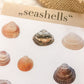 Autocollants coquillages, autocollants, mer, coquillage - samesjournal