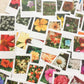 Großes Foto Blumen Sticker Set, Sofortbild - samesjournal